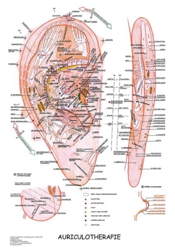 Aurikuloterapia 47x63cm