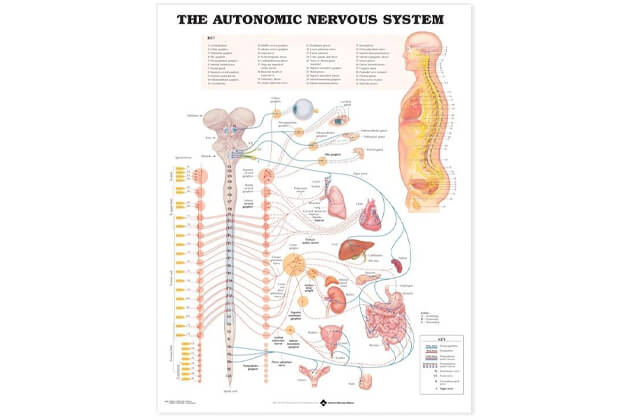 Autonómny nervový systém 50,8x66cm