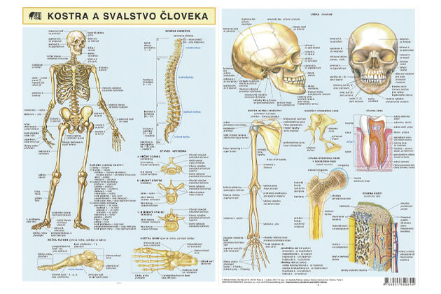 Kostra a svalstvo človeka - brožúra