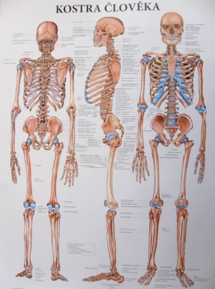 Kostra človeka 47x63cm