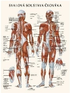 Svalová sústava človeka 47x63cm